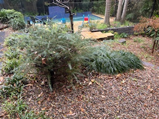 Mulched-garden-bed paved-steps-to-pool